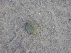 Trachemys hartwegi
