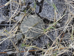 Trachemys hartwegi