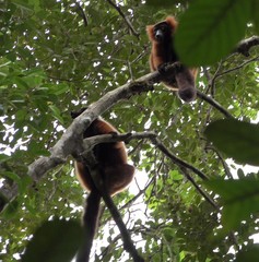 Varecia rubra