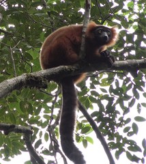 Varecia rubra