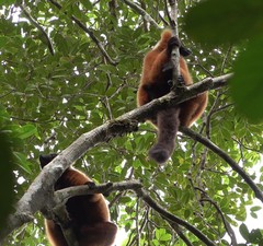 Varecia rubra