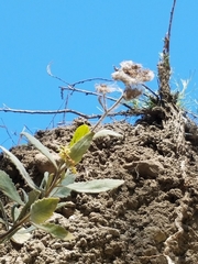 Eriodictyon traskiae traskiae