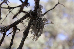 Pseudevernia furfuracea