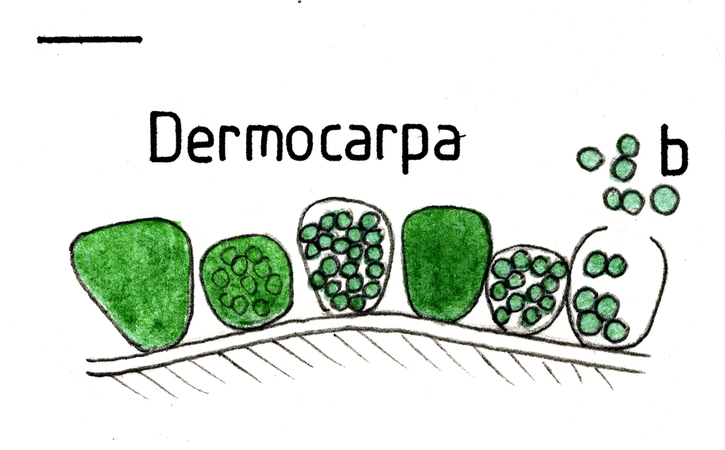 Dermocarpa