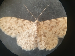 Scopula luridata