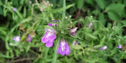 Image of Justicia runyonii by (c) Tereso Hernández Morales, some rights reserved (CC BY)