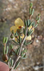 Roepera pygmaea