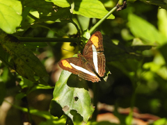 Adelpha thessalia