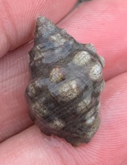 Acanthais brevidentata
