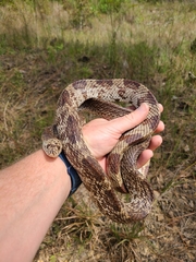 Pituophis melanoleucus mugitus