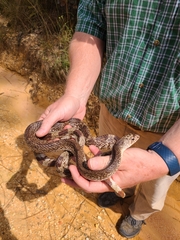 Pituophis melanoleucus mugitus