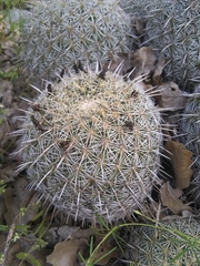 Coryphantha recurvata recurvata