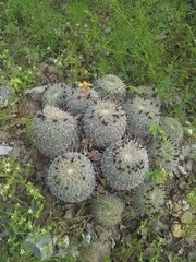 Coryphantha recurvata recurvata