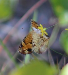 Phyciodes phaon