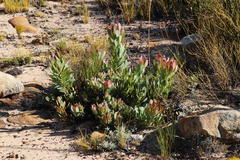 Leucadendron arcuatum