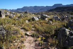 Leucadendron arcuatum