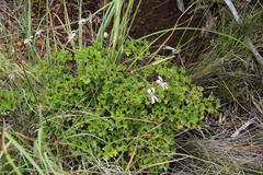 Pelargonium ranunculophyllum
