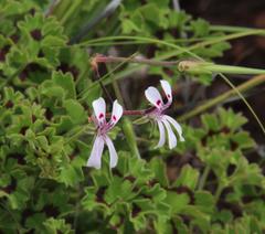 Pelargonium ranunculophyllum