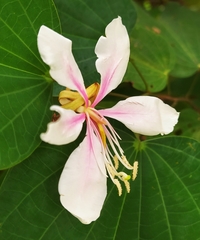 Bauhinia picta