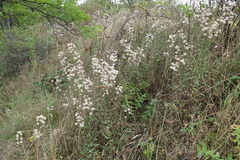 Erigeron acris podolicus