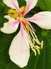 Bauhinia picta