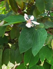 Bauhinia picta