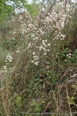 Erigeron acris podolicus