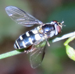 Melangyna fisherii