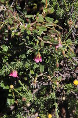 Hermannia spinosa