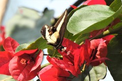 Heraclides hectorides