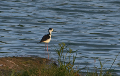 Himantopus mexicanus