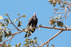 Necrosyrtes monachus