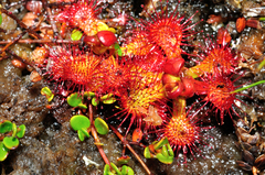 Drosera uniflora