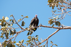 Necrosyrtes monachus