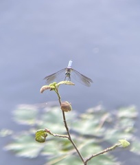 Pachydiplax longipennis