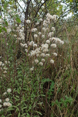 Erigeron acris podolicus