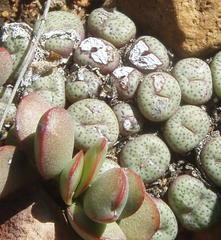 Conophytum truncatum