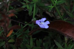 Prostanthera sejuncta