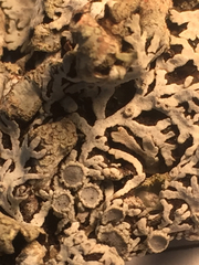 Physconia americana