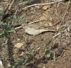 Passer diffusus stygiceps