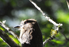 Malacoptila mystacalis