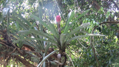 Quesnelia arvensis iNat (1)
