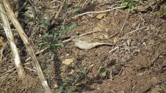 Passer diffusus stygiceps