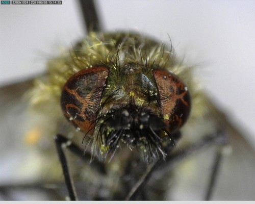 iNaturalist observation photo of Conophorus