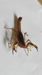 Mesomexovis occidentalis