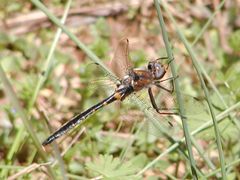 Helocordulia selysii