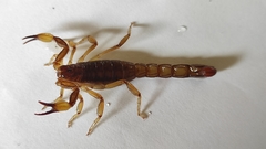 Mesomexovis occidentalis