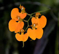 Comparettia speciosa