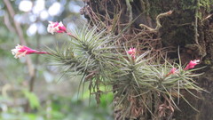 Tillandsia tenuifolia