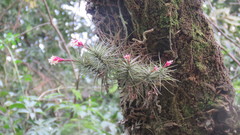 Tillandsia tenuifolia